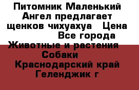 Питомник Маленький Ангел предлагает щенков чихуахуа › Цена ­ 10 000 - Все города Животные и растения » Собаки   . Краснодарский край,Геленджик г.